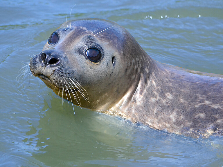 Ein Seehund im Wasser