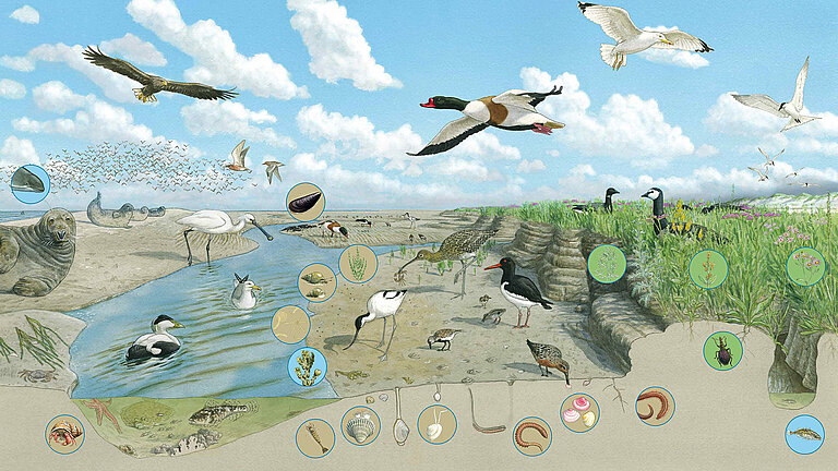 Das Küstenökosystem Wattenmeer