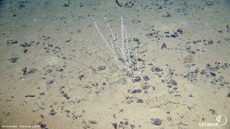 Soft coral on polymetallic nodules