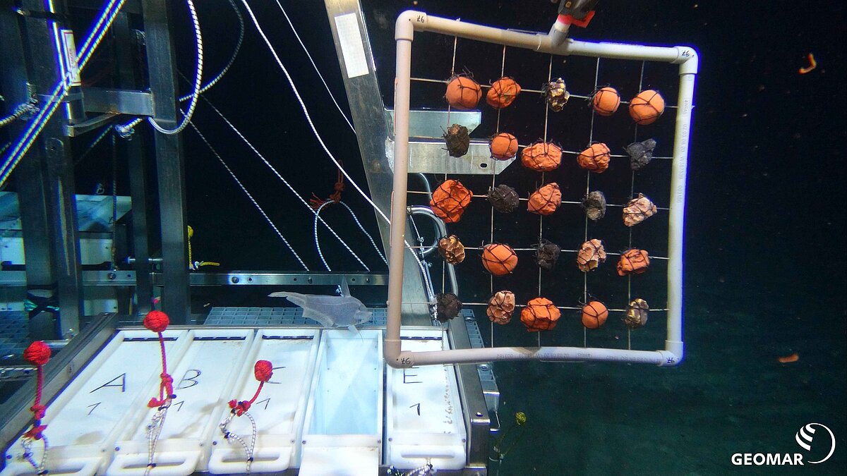 Nodule Frame am Elevator