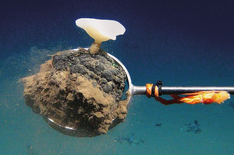 Manganknolle mit Schwammbewuchs