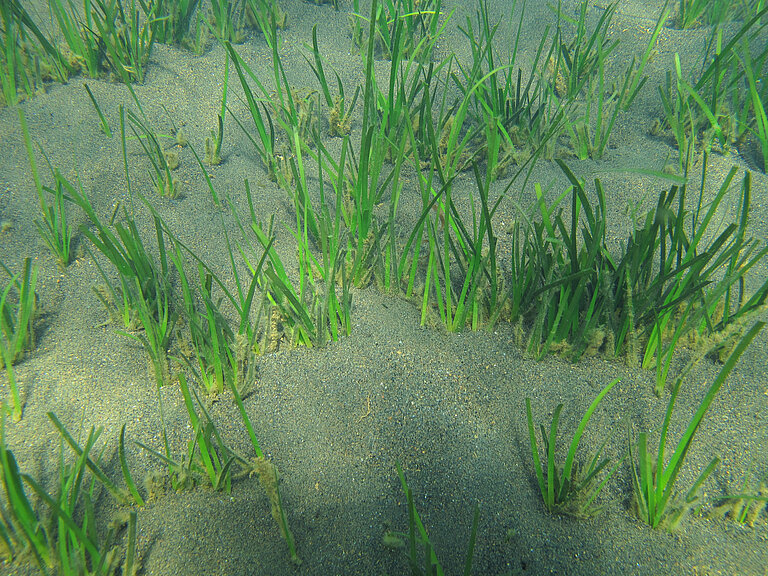 Cymodocea nodosa (kleines Neptungras)