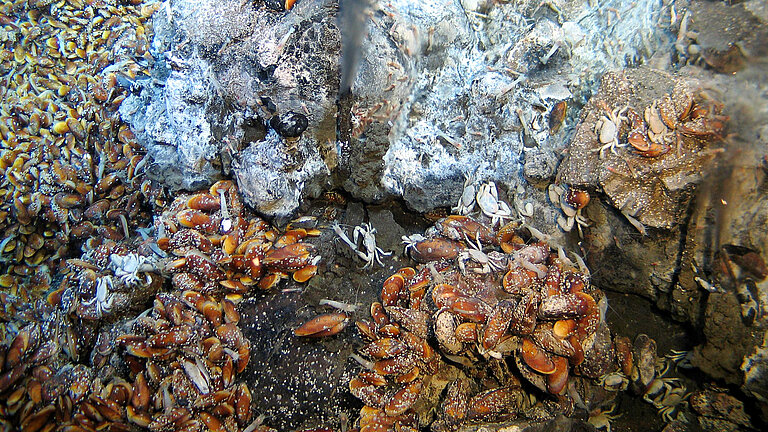 Krabben, Garnelen, Muscheln und Mikroorganismen an Schwarzen Rauchern.