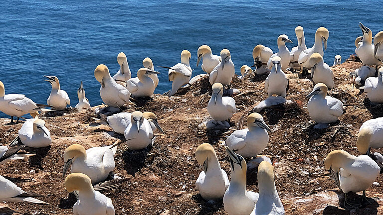 Basstölpel auf Helgoland