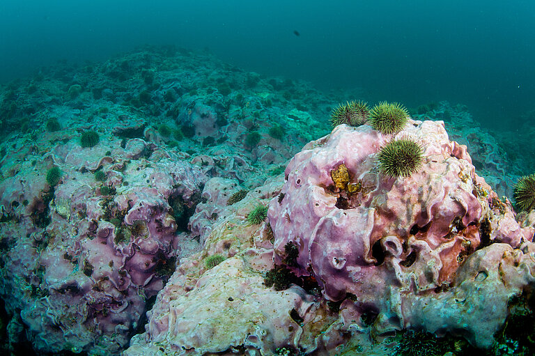 Seascape with C. nereostratum. Photo: J. Tomoleoni/USGS