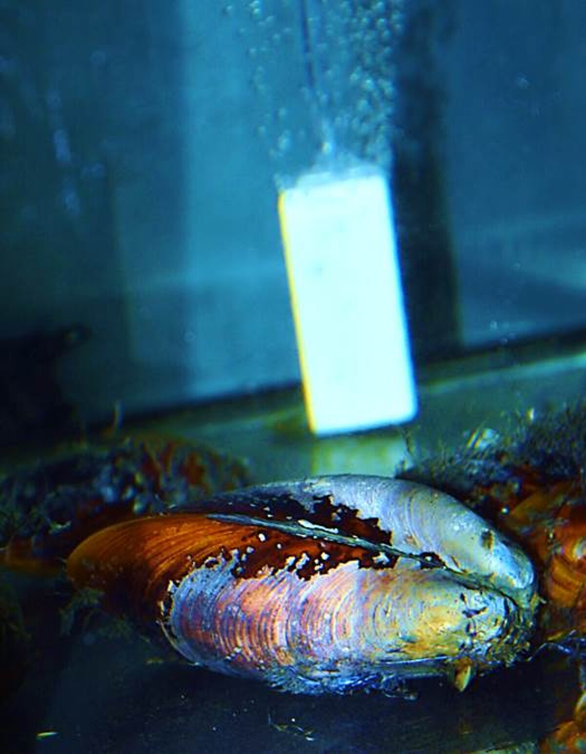 Gigantidas childressi