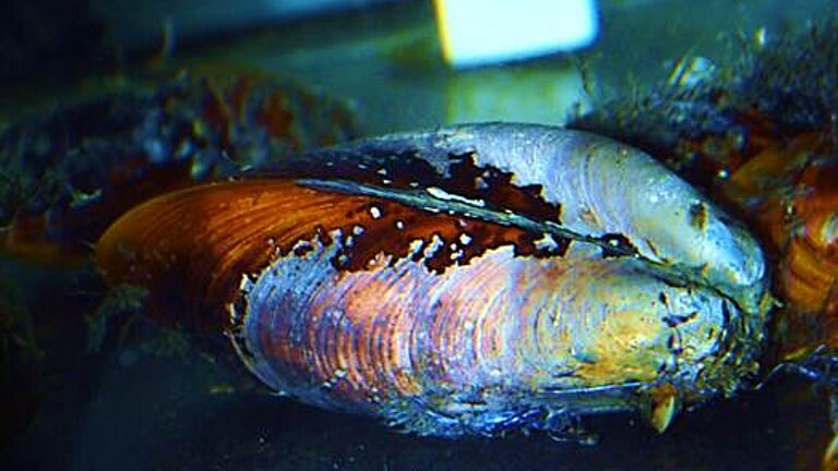  Gigatidas childressi in culture