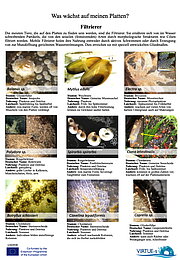 Icon Bestimmungsbogen Filtrierer