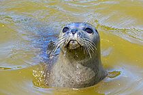 Ein Seehund im Wasser