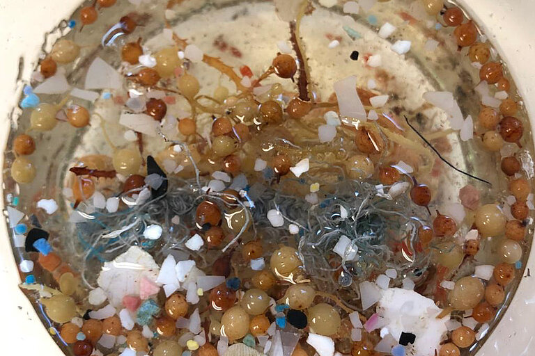 A Sargassum sample taken during Expedition SO279, with quite a few plastic particles