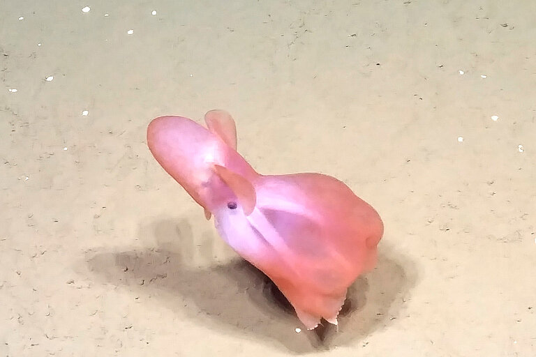 „Dumbo“-Oktopus der Art Cirrotheutis muelleri 