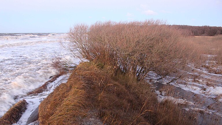 Wasser überspült einen bewachsenen Sandwall