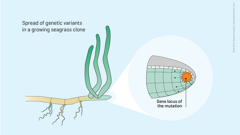 Spread of genetic variants in the growing seagrass clone.