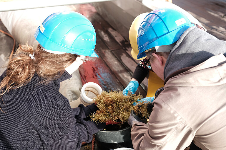 Während der Expedition SO279 nehmen Wissenschaftler*innen im zentralen Nordatlantik Proben von Braunalgen (Sargassum). Sie überprüfen einerseits, wie viel Plastikpartikel sie dort bereits finden, und andererseits, welche Bakterien sich am oder um das Plastik ansiedeln. Foto: Isabelle Schulz/GEOMAR