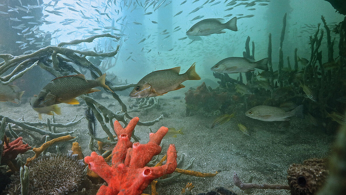Visual Mensch und Ökosystem