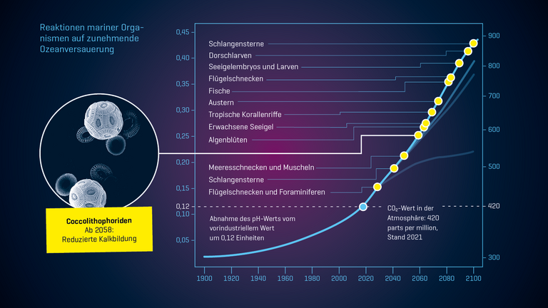 Reaktionen mariner Orga­nismen auf zunehmende Ozeanversauerung