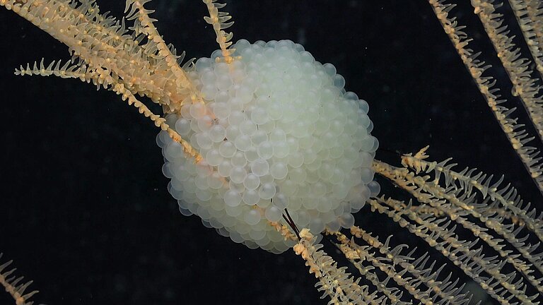 Schneckenfischeier auf einer schwarzen Koralle