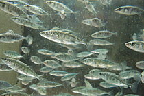 Dreistachlige Stichlinge. Foto: M. Heckwolf, GEOMAR