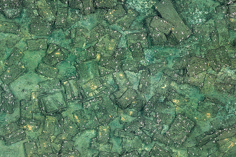 Zahllose Kisten sind am Meeresboden zu erkennen, darauf siedeln Seesterne