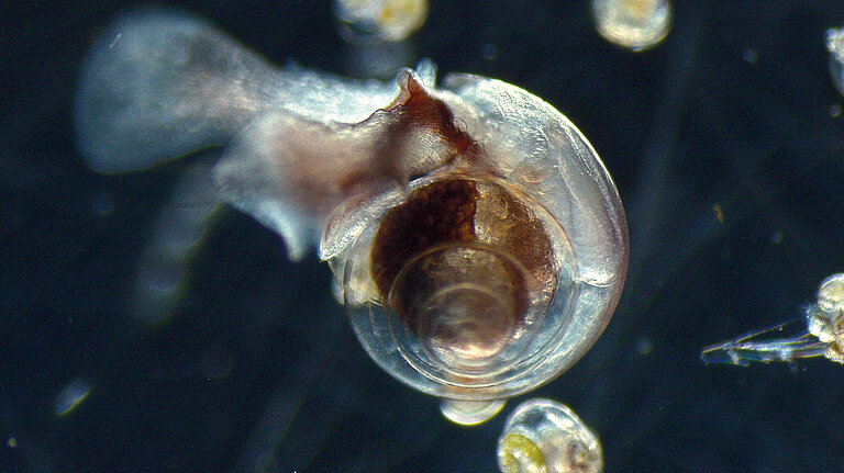 Flügelschnecke, aufgenommen im Mikroskopierlabor