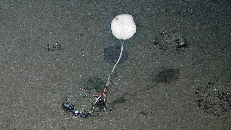 In den untersuchten Manganknollengebieten bilden gestielte Schwämme eine wichtige Habitat­struktur. 