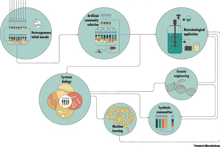 Ein Konzept zur Nutzung der künstlichen Gemeinschaftsselektion für den mikrobiellen Abbau von Schadstoffen. Grafik aus Borchert, Hammerschmidt, Hentschel, Deines (2021), Trends in Microbiology