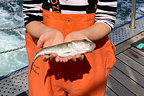 Eine junge Frau mit asiatischen Zügen steht mit einer orangenen Wathose an Bord eines Schiffes und hält einen kleinen Fisch in die Kamera