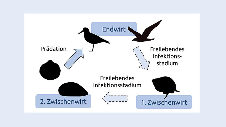 Viele Parasiten haben komplexe Lebenszyklen und benötigen im Laufe ihres Lebens mehrere, verschiedene Wirte.