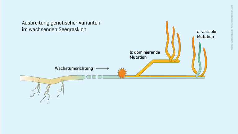 Ausbreitung genetischer Varianten im wachsenden Seegrasklon