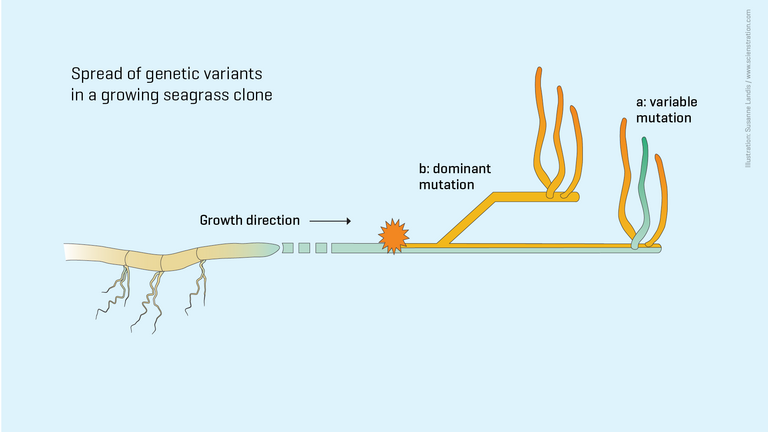 At each branching, a certain part of the growth cells forms a new offshoot.