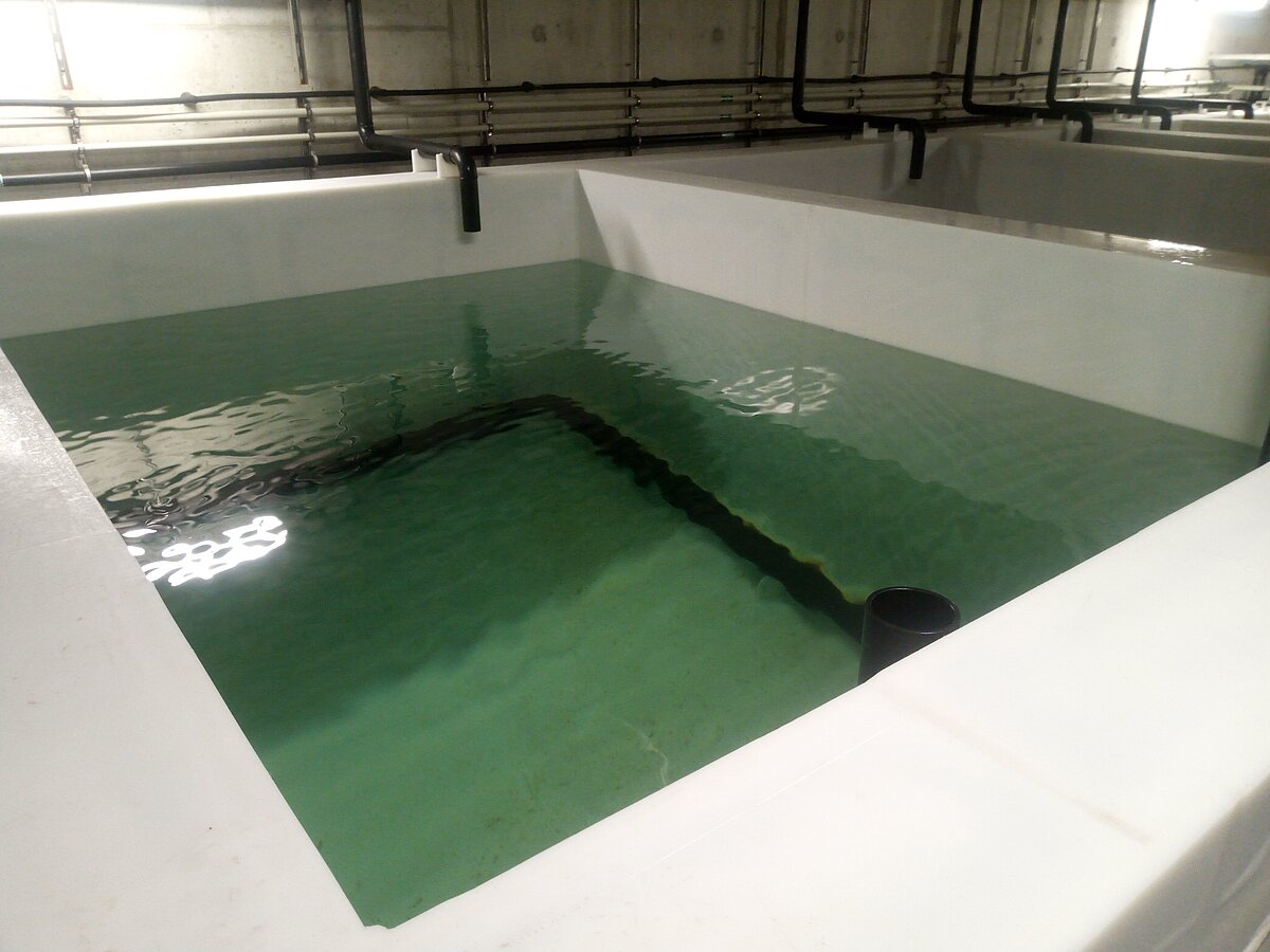 Ein sehr großes weißes Wasserbecken, gefüllt mit hellgrünem Meerwasser