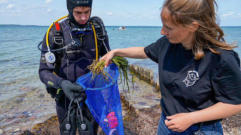 Eine junge Frau in schwarzem T-Shirt legt am Strand einem Taucher Seegrassprossen in den blauen Netzbeutel