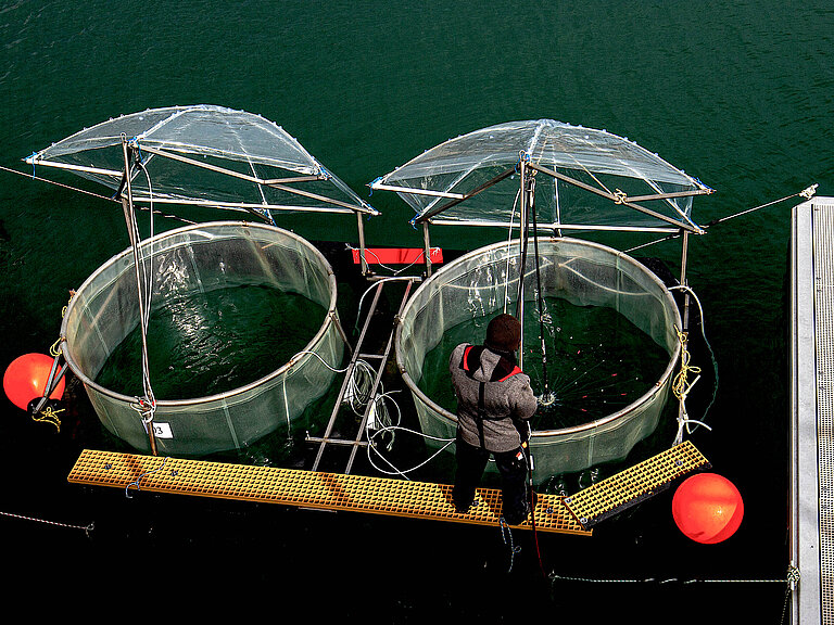 Mesokosmen auf Helgoland