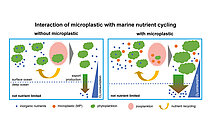 Zooplankton ingestion of microplastic reduces grazing pressure and permits more algal growth. More algal growth leads to more organic particles sinking out of the surface ocean. When these extra particles sink, they are consumed by bacteria, which leads to an additional loss of oxygen in the water column. Graphics modified from Kvale et al. 2021.