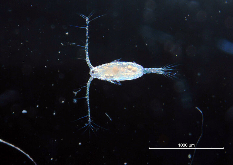 Copepode