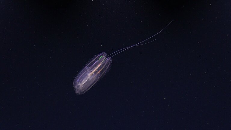 A type of Ctenophore (Leucothea sp.)