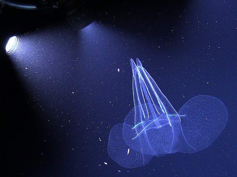 "rabbit-ear" comb jelly (Kiyohimea usagi)