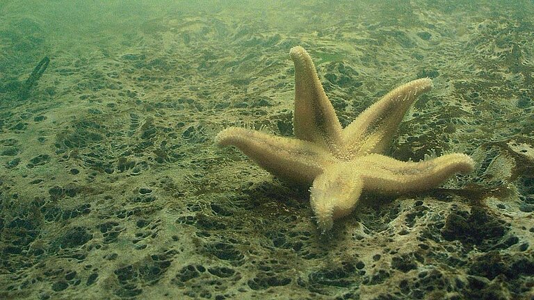 Ein toter Seestern liegt auf dem Rücken am Meeresboden