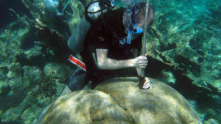 Beprobung einer schnellwachsenden massiven Koralle der Art Diploria strigosa im Archipel Los Roques, Venezuela. 