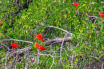 Rote Vögel  mit langen Schnäbeln sitzen im dichten Grün des Mangrovenwaldes