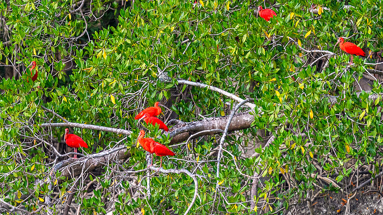 Rote Vögel  mit langen Schnäbeln sitzen im dichten Grün des Mangrovenwaldes