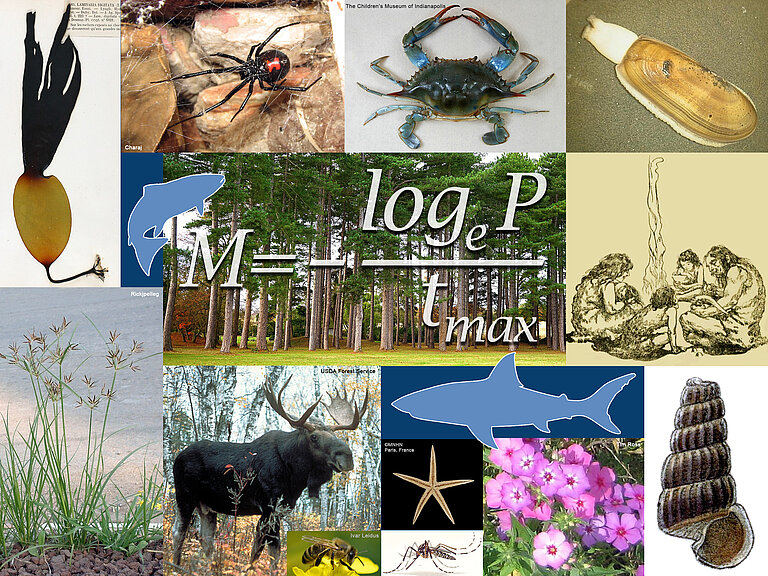 Collage: Rachel Atanacio, FishBase.org