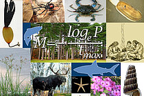 Collage: Rachel Atanacio, FishBase.org