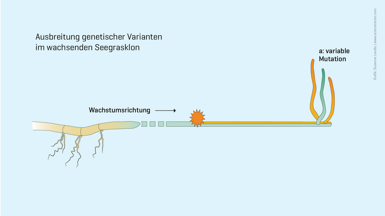 Ausbreitung genetischer Varianten im wachsenden Seegrasklon