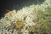 Kaltwasserkorallenriff mit Lophelia pertusa in 350 Meter Wassertiefe im Zentrum der Sauerstoffminimumzone vor Angola im Südost-Atlantik. Foto: MARUM – Zentrum für Marine Umweltwissenschaften, Universität Bremen