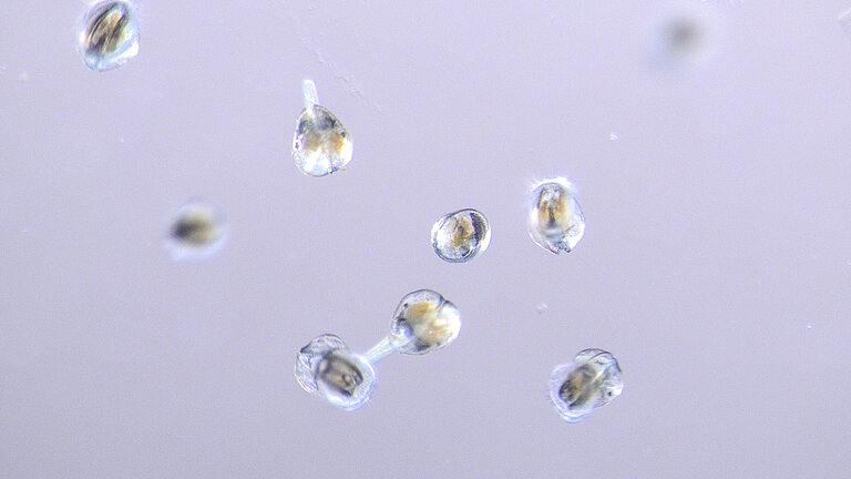 Kleine Objekte unter dem Mikroskop