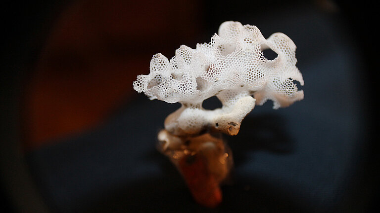 Ein kleiner weißer Schwamm am Meeresboden