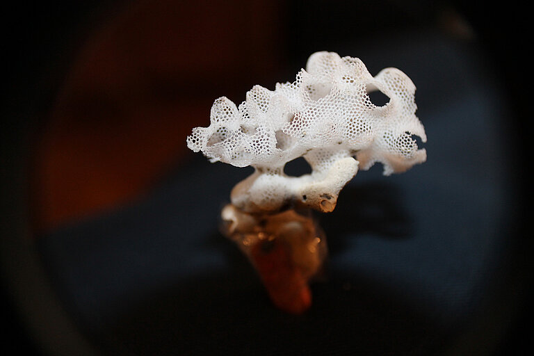 A small white sponge on the seabed