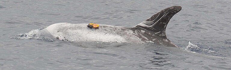 Risso-Delfin (Grampus griseus) vor der Insel Terceira, Azoren, ausgestattet mit einem an einem Saugnapf befestigten digitalen Geräusch- und Bewegungsaufzeichnungsgerät. Foto: M.G. Oudejans, Kelp Marine Research.