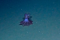 „Dumbo“-Oktopusse der Art Cirrotheutis muelleri 